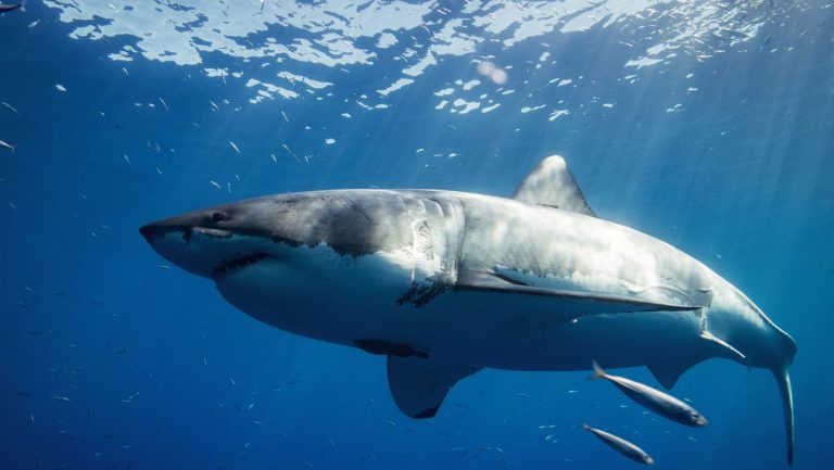 Bonne nouvelle : un requin blanc observée près de Port-Cros