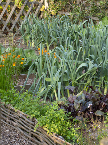 potager novembre