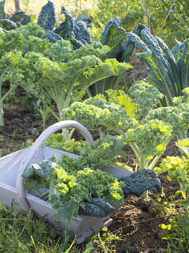 potager novembre