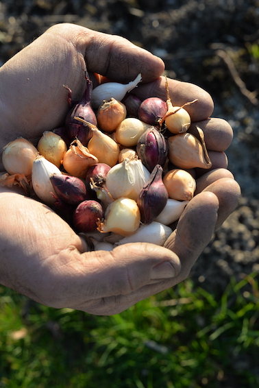 potager_novembre_oignons