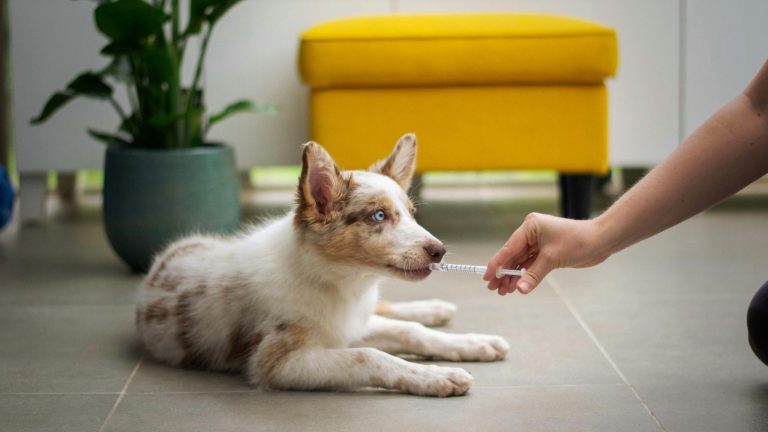 Chiot se faisant soigner à l'aide d'une pipette