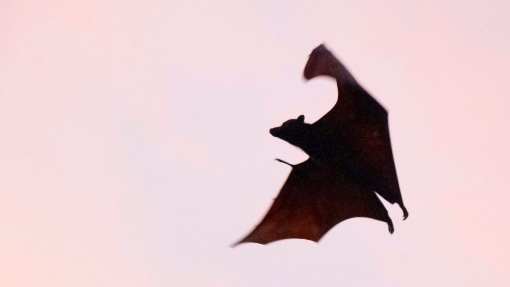 Une chauve-souris en vol.