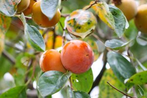 La Pépini’ère des Comestibles : entre agroforesterie, jardin-foret et syntopie