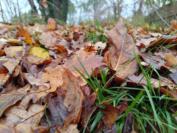 feuilles mortes