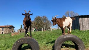 Deux Boucs de l'Autre Ferme