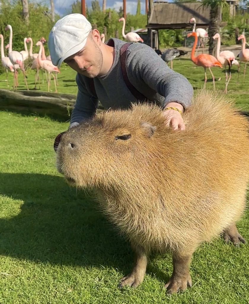 Le chanteur Plumes caresse un capybara dans un parc pour animaux