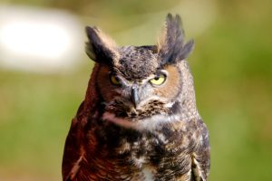 Gros plan d'un grand duc qui regarde bien en face avec ses yeux jaune.