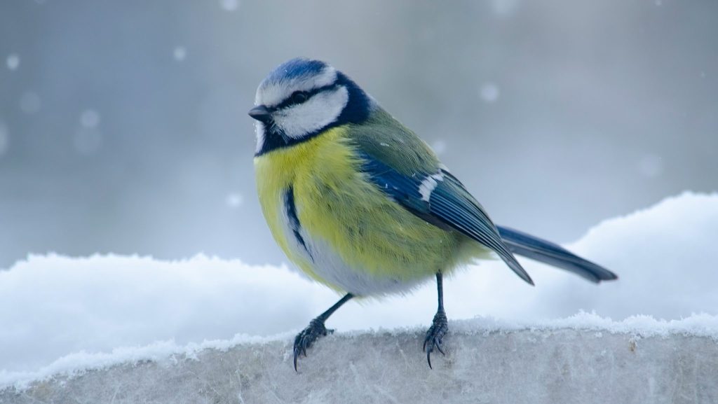 Mésange derrière un paysage enneigé.