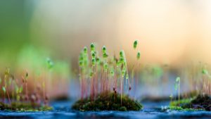 Elles cultivent 32 variétés de micro pousses en plein Marseille