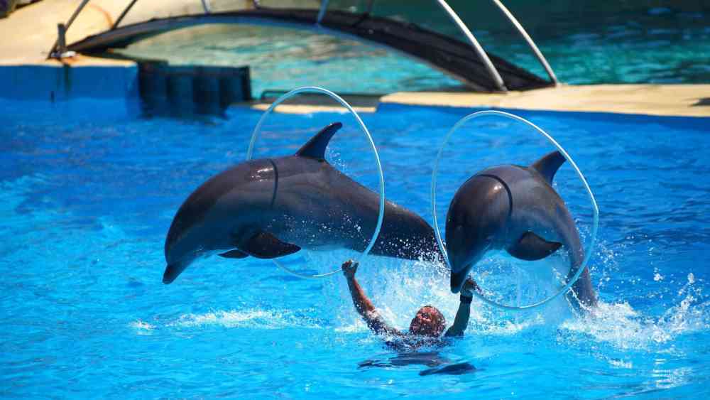 Marineland : comprendre les enjeux autour de l’avenir des animaux du parc