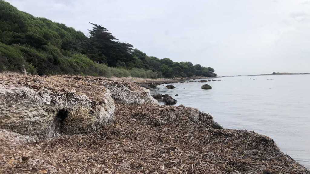 Faire connaître la posidonie pour protéger les plages méditerranéennes