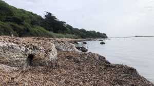 Faire connaître la posidonie pour protéger les plages méditerranéennes