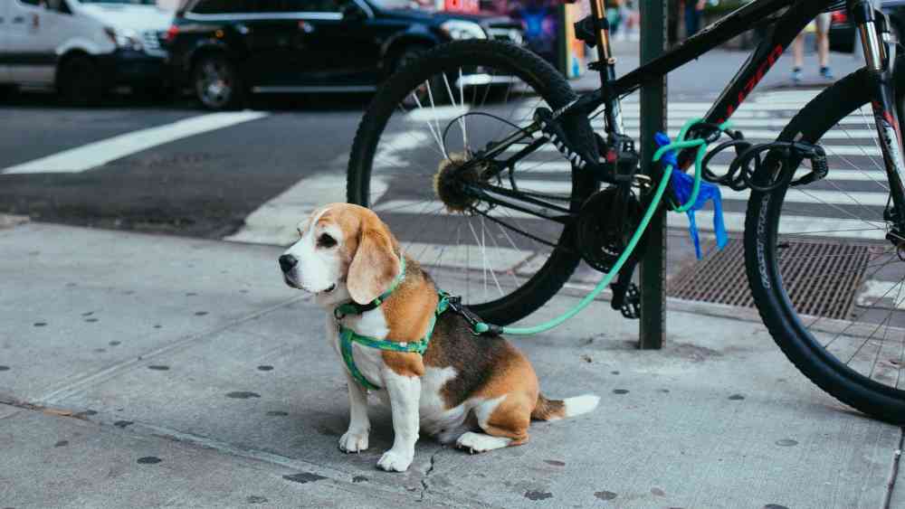 beagle dans la rue avec un harnais de promenade